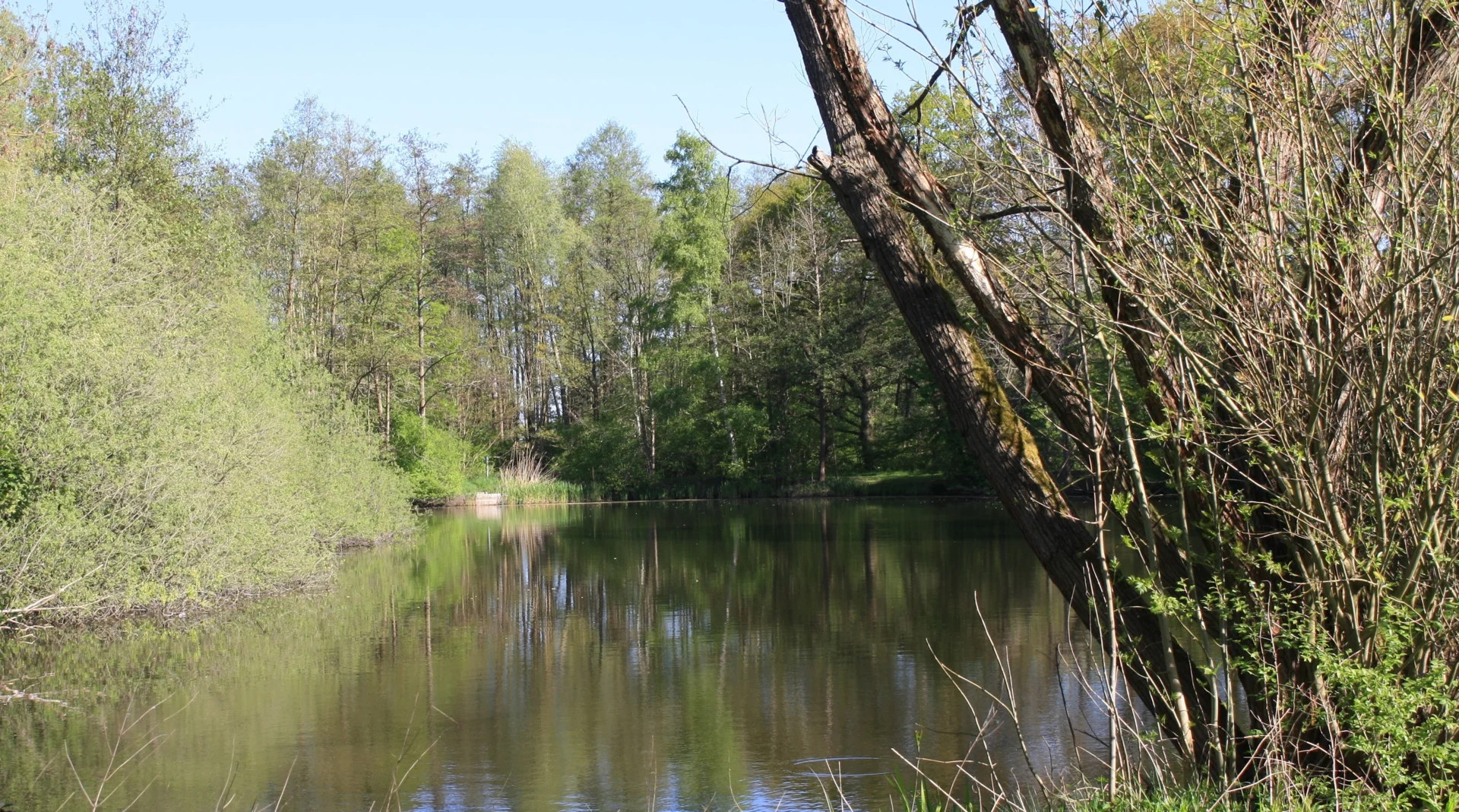 die Natur erwacht  (Bild vergr&ouml;&szlig;ern)
