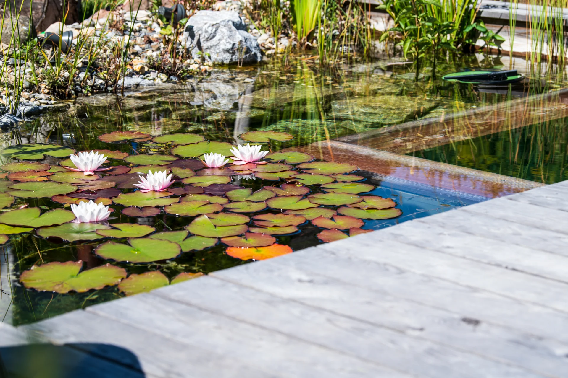 Zur Galerie: Hausgarten mit Schwimmteich Typ 4