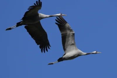 Vorschaubild: Kraniche im Flug ©Landschafts-Förderverein Nuthe-Nieplitz-Niederung e.V./ Wolfgang Suckow