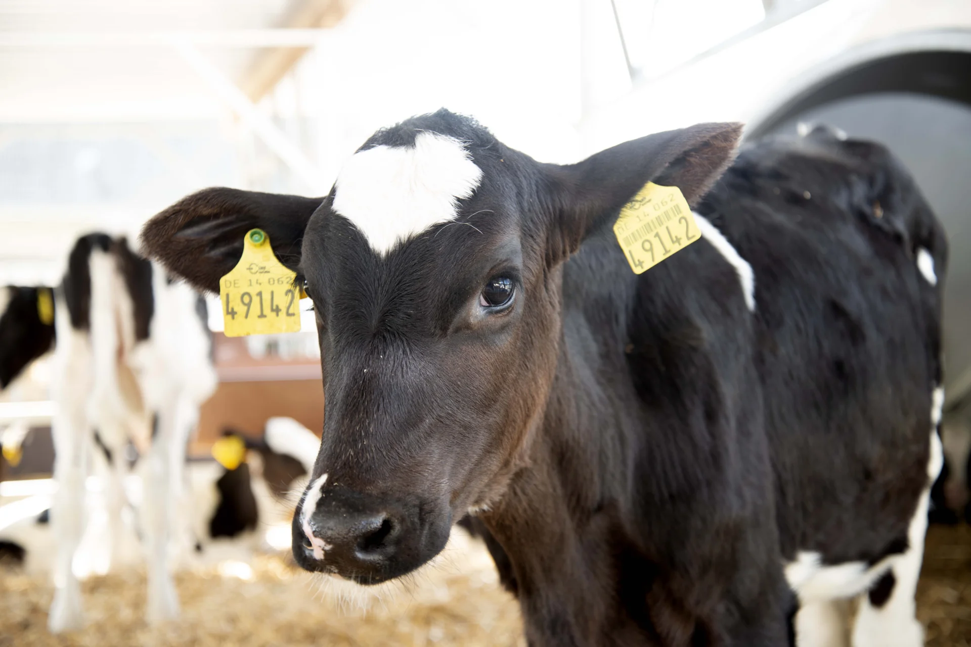 Foto der Galerie: Tierproduktion