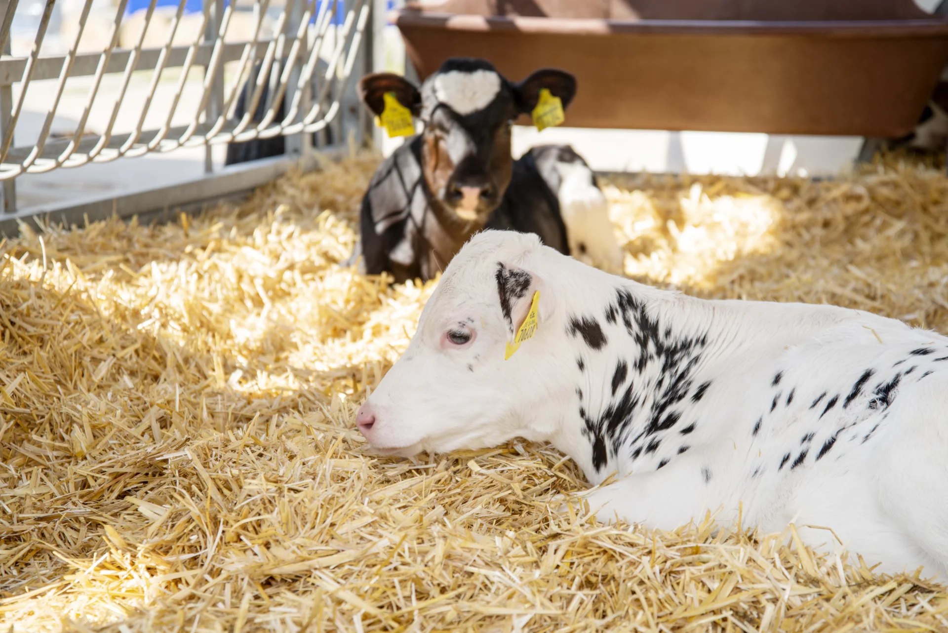 Foto der Galerie: Tierproduktion