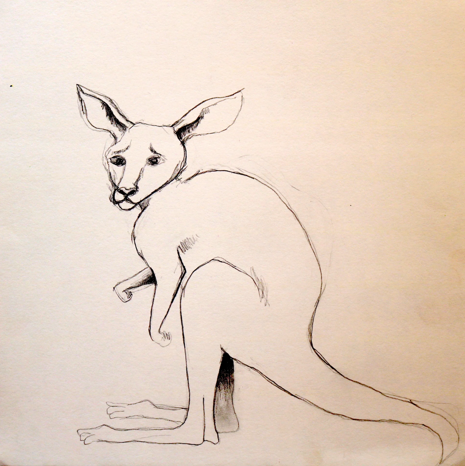 Skizze K&auml;nguru (2011) Bleistift auf Papier  (Bild vergr&ouml;&szlig;ern)