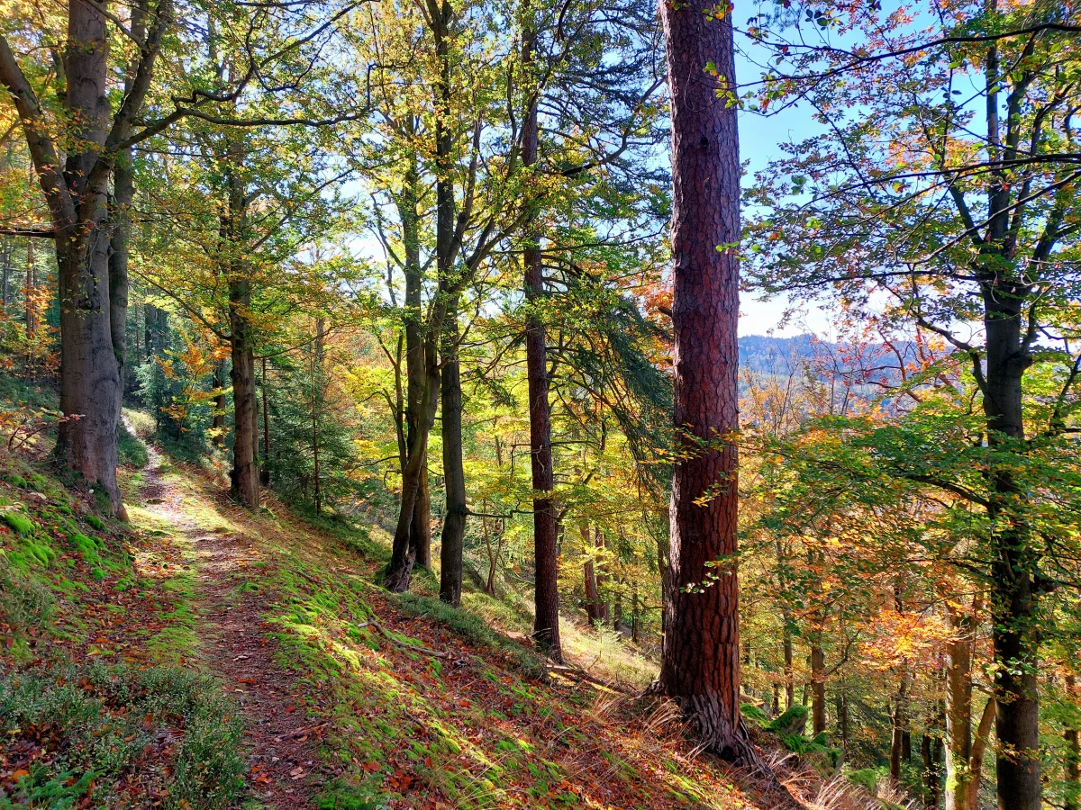 Schmale Wanderwege verlangen Kondition  (Bild vergr&ouml;&szlig;ern)
