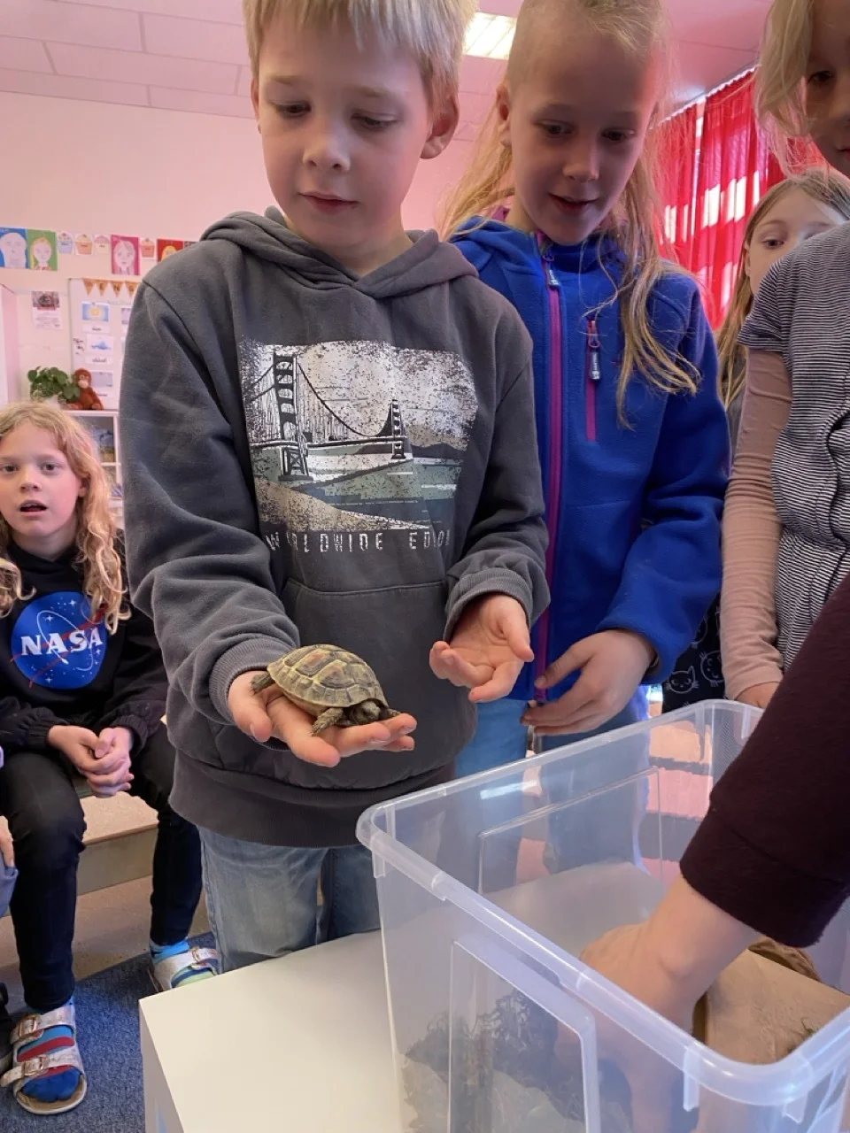 Foto der Galerie: Schildkröten zu Besuch!