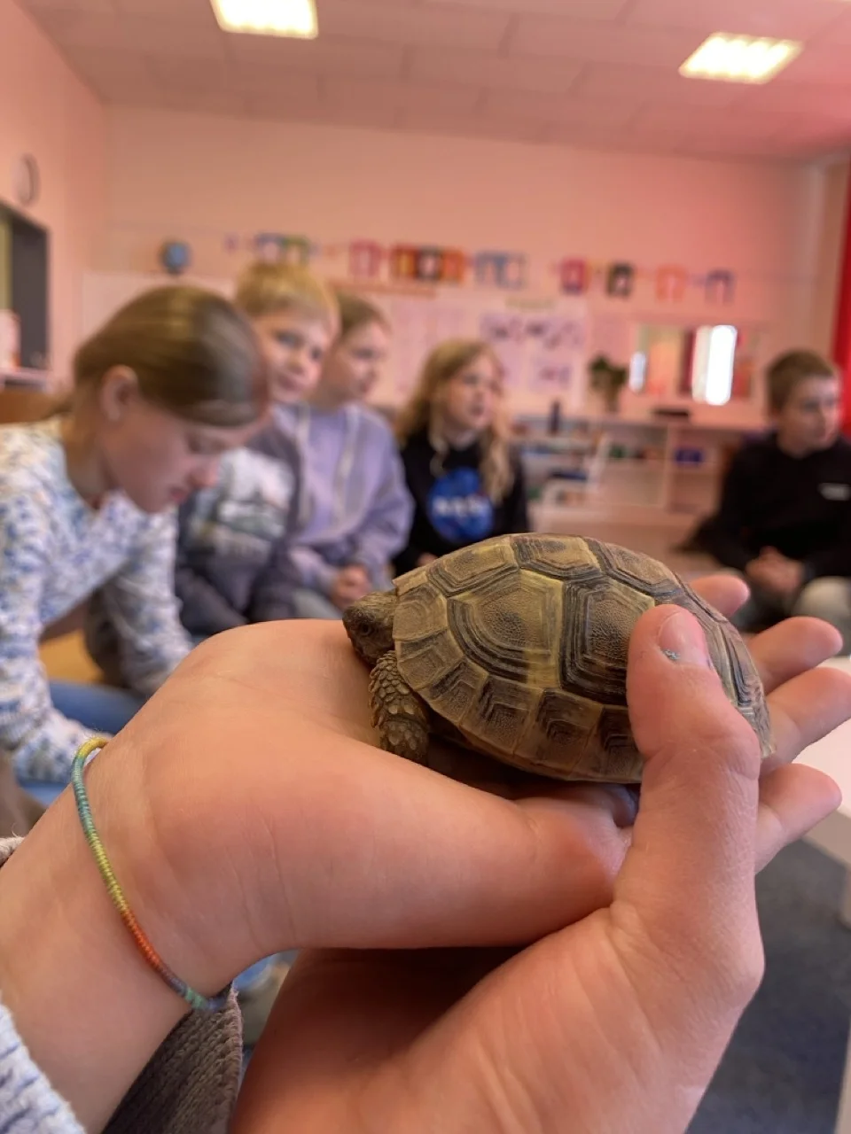 Zur Galerie: Schildkröten zu Besuch!