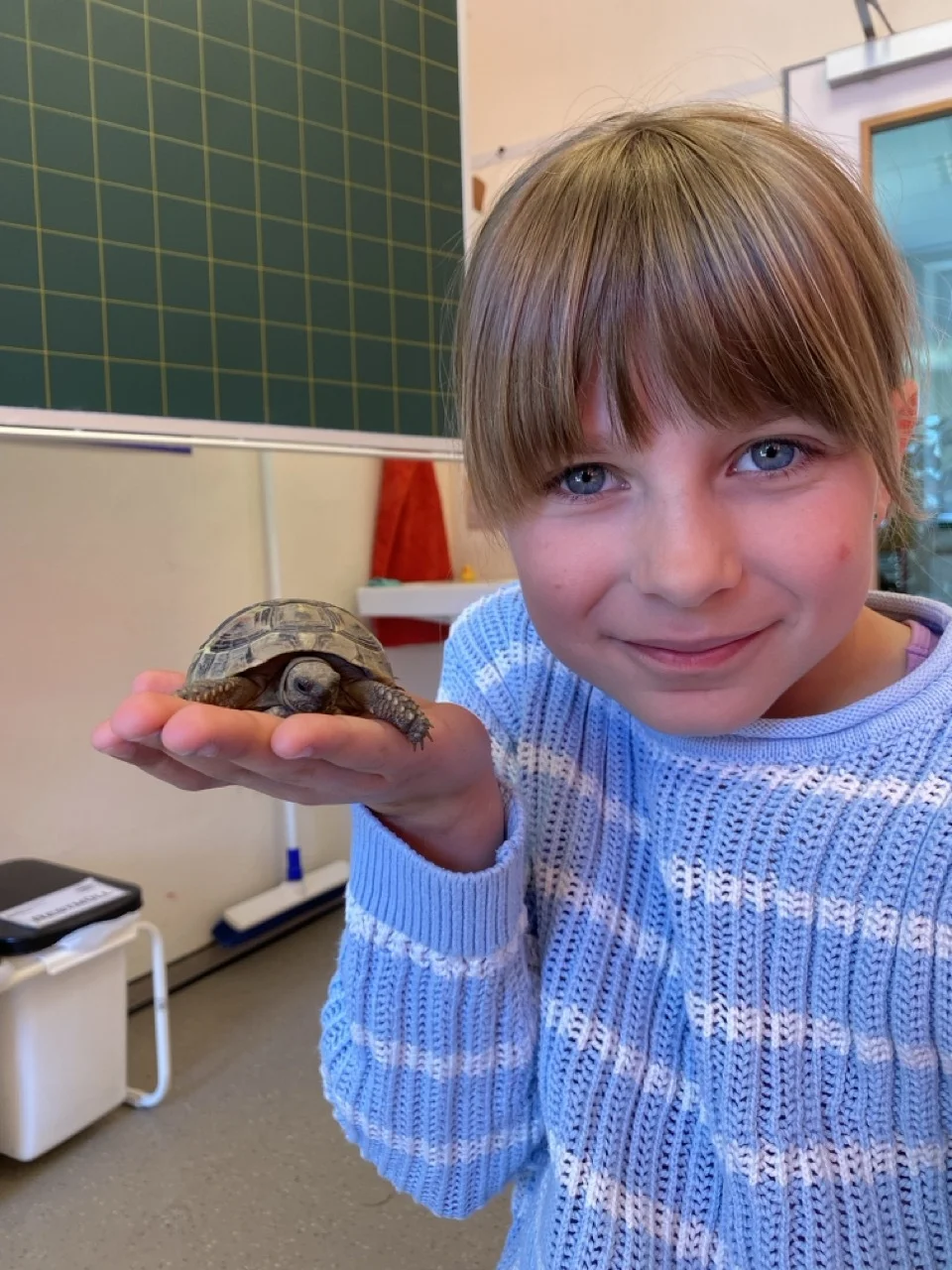 Foto der Galerie: Schildkröten zu Besuch!