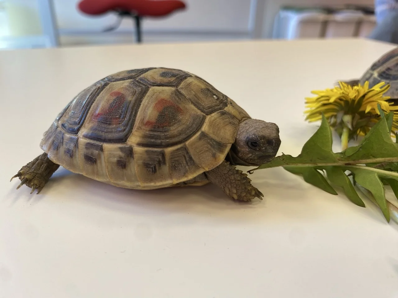 Foto der Galerie: Schildkröten zu Besuch!