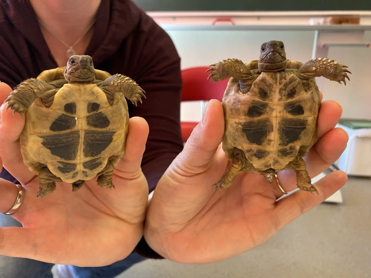 Foto der Galerie: Schildkröten zu Besuch!