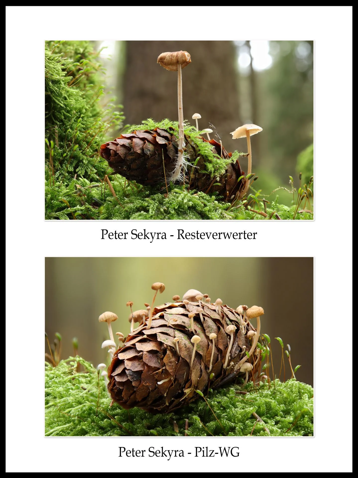 Rahmen 07  (Bild vergr&ouml;&szlig;ern)