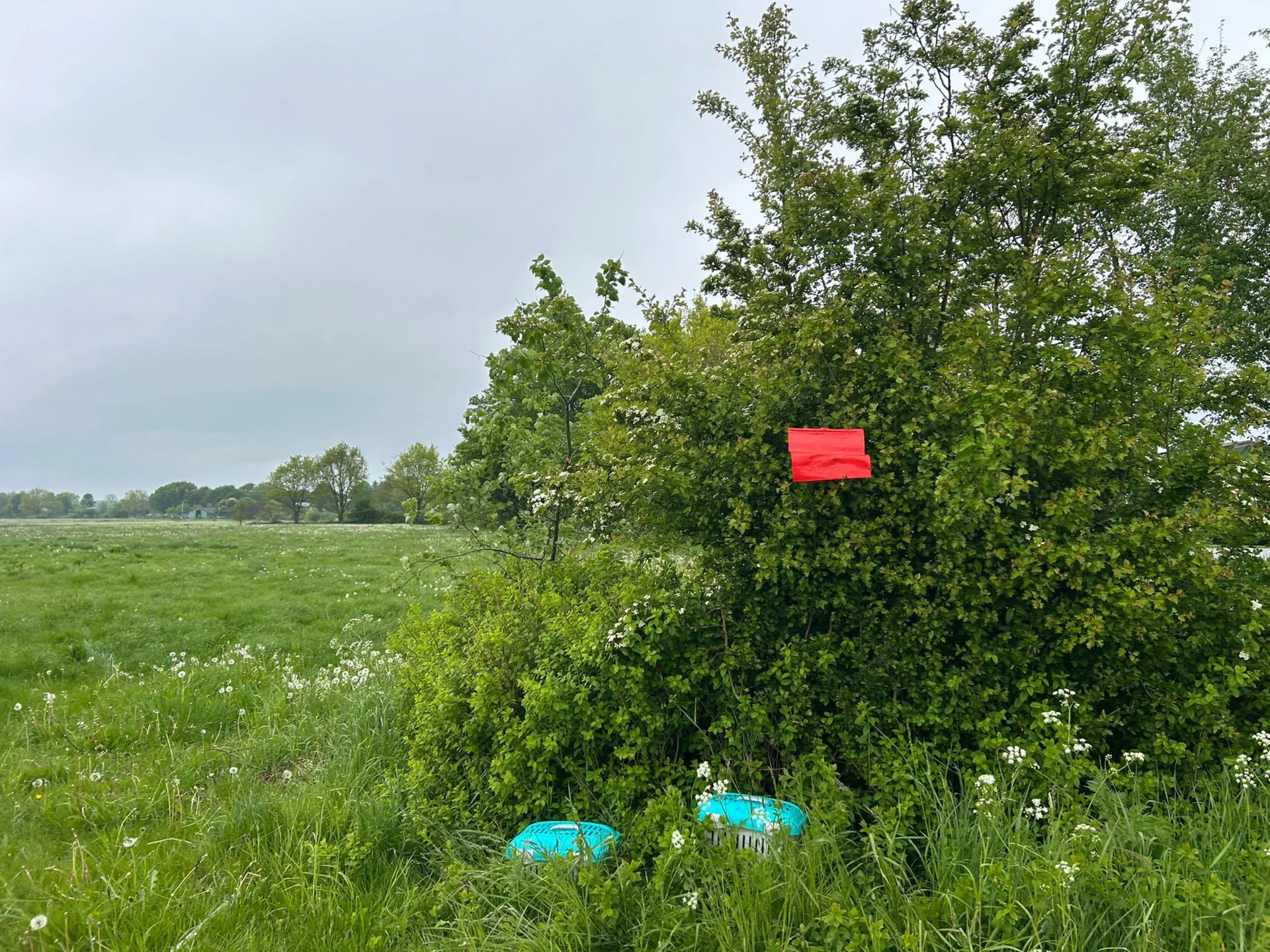 IMG-20260520-WA0003  (Bild vergr&ouml;&szlig;ern)