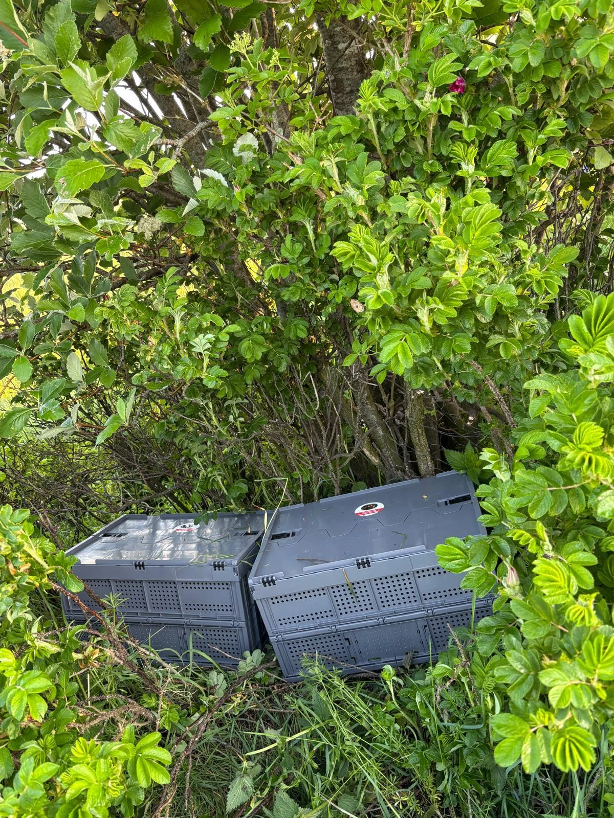 IMG-20260525-WA0017  (Bild vergr&ouml;&szlig;ern)