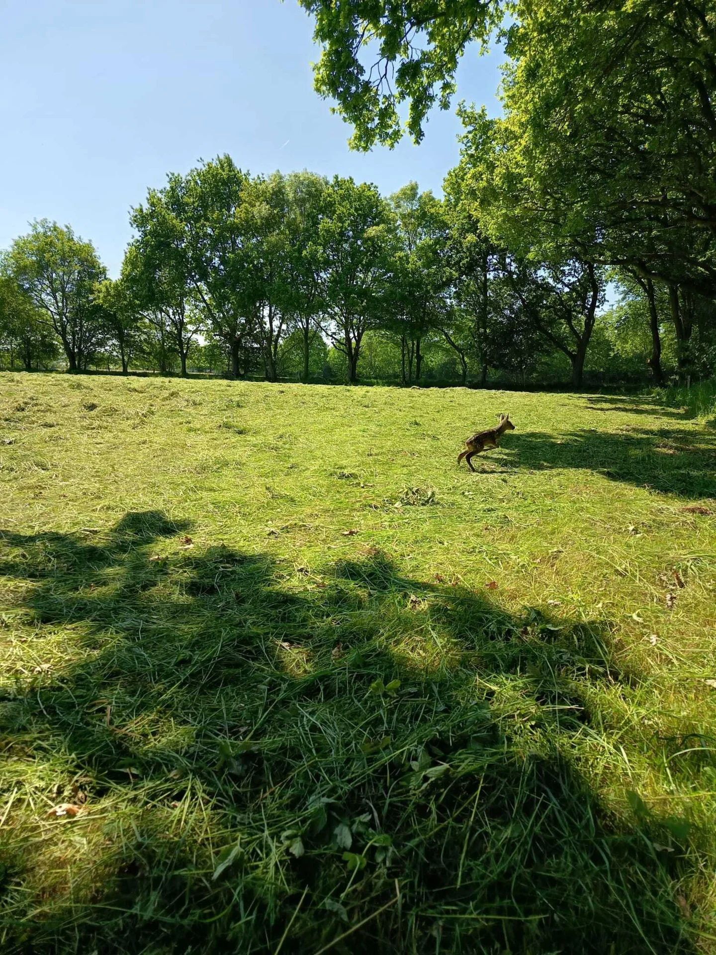 IMG-20260525-WA0037  (Bild vergr&ouml;&szlig;ern)