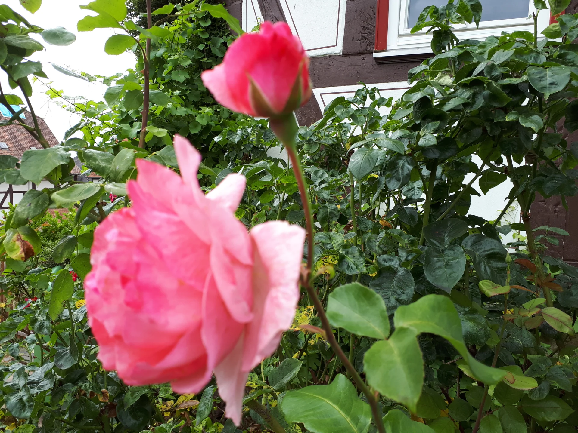 Bild: rosen