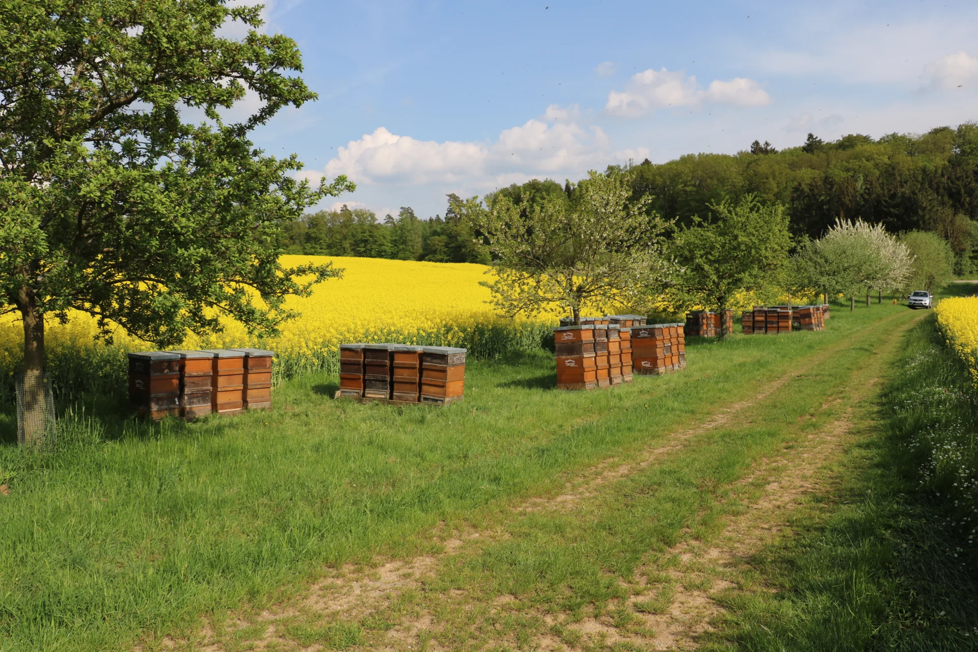 Bild: Bienen