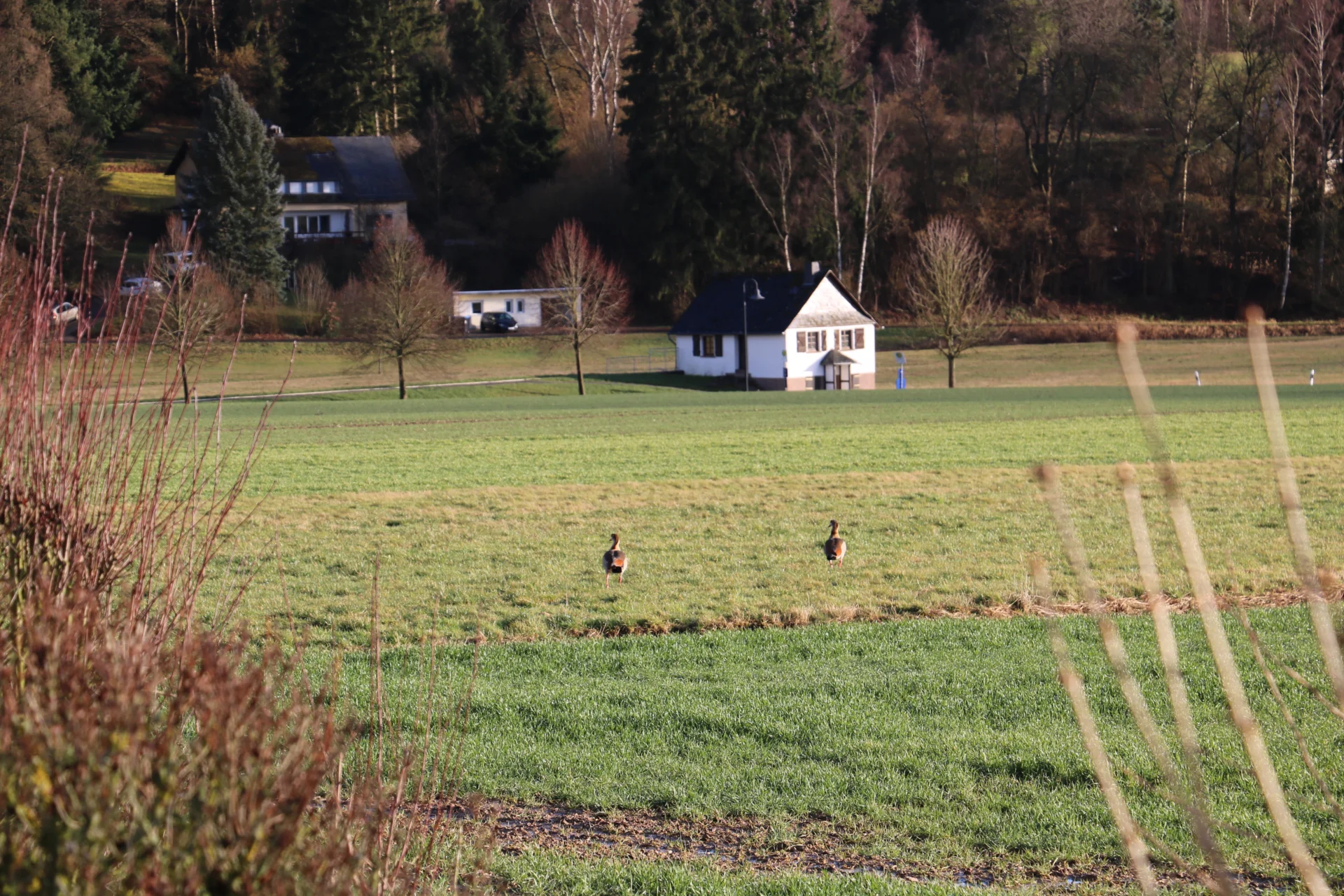 Bild: Mühle mit Gänsen