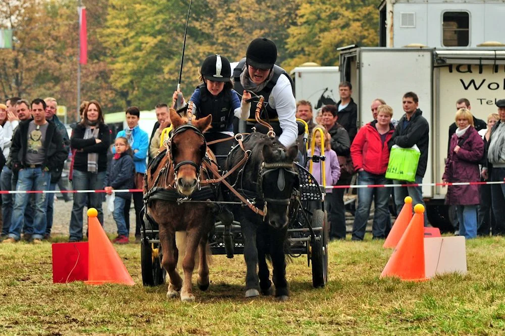 Kutschenrennen - Foto Svenja Verheyen  (Bild vergr&ouml;&szlig;ern)