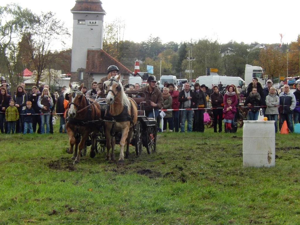 KutschenrennenKutschenrennen  (Bild vergr&ouml;&szlig;ern)