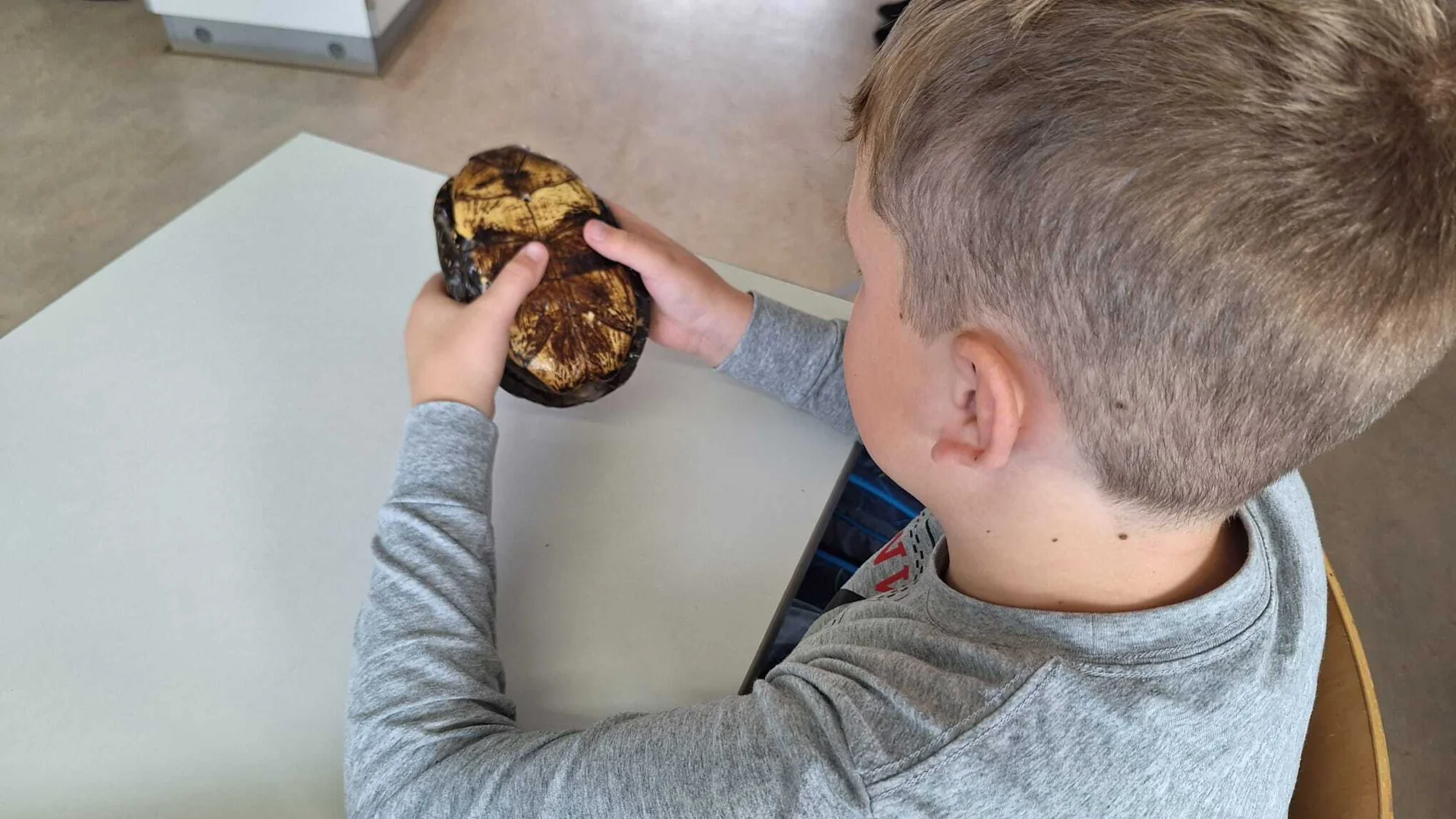 Foto der Galerie: Schildkröten zu Besuch