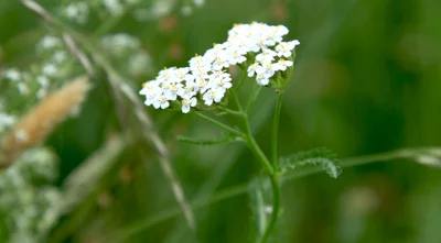 Vorschaubild: Gemeine Schafgarbe (Achilles millefolium) - aus der Familie der Korbblütler (Asteraceae) - auf trockenen bis mageren Wiesen zu finden Foto: René Schubert