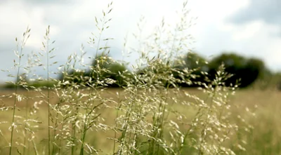 Vorschaubild: Glatthafer (Arrhenatherum elatius) - aus der Familie der Süßgräser (Poaceae) - auf mittleren Standorten zu finden Foto: René Schubert