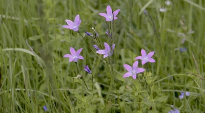 Vorschaubild: Wiesenglockenblume (Campanula patula) - aus der Gattung der Glockenblumen (Campanula) innerhalb der Familie der Glockenblumengewächse (Campanulaceae) - auf mittleren Standorten zu finden Foto: René Schubert