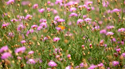 Vorschaubild: Wiesenflockenblume (Centaurea jacea) - Flockenblume (Centaurea) aus der Unterfamilie der Carduoideae in der Familie der Korbblütengewächse (Asteraceae) - auf mittleren Standorten zu finden Foto: René Schubert