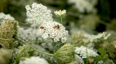 Vorschaubild: Wilde Möhre (Daucus carota subsp. carota) - aus der Familie der Doldenblütler (Apiaceae) - auf trocken-mageren Wiesen zu finden Foto: René Schubert