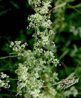 Vorschaubild: Weißes Labkraut (Galium album) - aus der Familie der Rötegewächse (Rubiaceae) - auf mittleren Standorten zu finden Foto: René Schubert