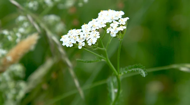 Bild: Gemeine Schafgarbe (Achilles millefolium) - aus der Familie der Korbblütler (Asteraceae) - auf trockenen bis mageren Wiesen zu finden Foto: René Schubert