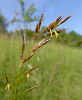 Bild: Aufrechte Trespe (Bromus erectus) - aus der Gattung der Trespen (Bromus) in der Familie der Süßgräser (Poaceae) - Art der Halbtrockenrasen - in der Roten Liste Sachsen als „gefährdet“ eingestuft Foto: René Schubert