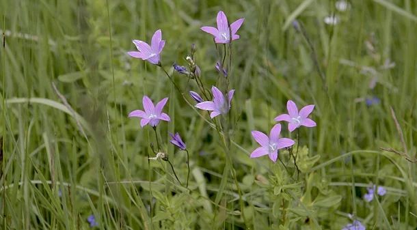 Bild: Wiesenglockenblume (Campanula patula) - aus der Gattung der Glockenblumen (Campanula) innerhalb der Familie der Glockenblumengewächse (Campanulaceae) - auf mittleren Standorten zu finden Foto: René Schubert