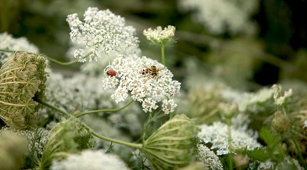 Bild: Wilde Möhre (Daucus carota subsp. carota) - aus der Familie der Doldenblütler (Apiaceae) - auf trocken-mageren Wiesen zu finden Foto: René Schubert