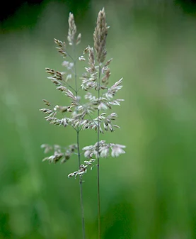 Bild: Honiggras (Holcus) - Gattung innerhalb der Familie der Süßgräser (Poaceae) - auf trocken-mageren Wiesen zu finden Foto: René Schubert