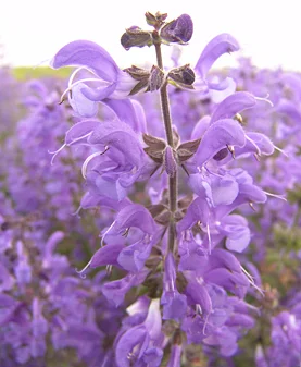Bild: Wiesensalbei (Salvia pratensis) - aus der Familie der Lippenblütler (Lamiaceae) - auf trocken-mageren Wiesen zu finden - in der Roten Liste Sachsen als „gefährdet“ eingestuft Foto: René Schubert