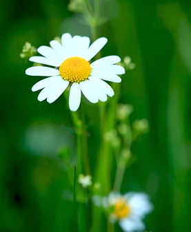 Vorschaubild: Fettwiesen-Margerite (Leucanthemum ircutianum) - aus der Gattung der Margeriten (Leucanthemum) innerhalb der Familie der Korbblütler (Asteraceae) - auf mittleren Standorten zu finden Foto: René Schubert