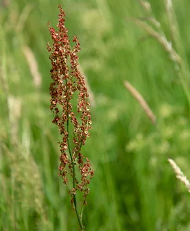 Vorschaubild: Kleiner Sauerampfer (Rumex acetosella) - aus der Gattung der Ampfer (Rumex) in der Familie der Knöterichgewächse (Polygonaceae) - auf trocken-mageren Wiesen zu finden Foto: René Schubert