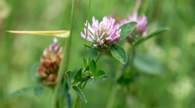 Vorschaubild: Rotklee (Trifolium pratense), auch Wiesenklee - aus der Unterfamilie der Schmetterlingsblütler (Faboideae) innerhalb der Familie der Hülsenfrüchtler (Fabaceae oder Leguminosae) - auf mittleren Standorten zu finden Foto: René Schubert