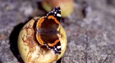 Vorschaubild: Admiral (Vanessa atalanta) - Tagfalter aus der Familie der Edelfalter (Nymphalidae) - Strauch- und Krautschicht Foto: Joachim Jenrich
