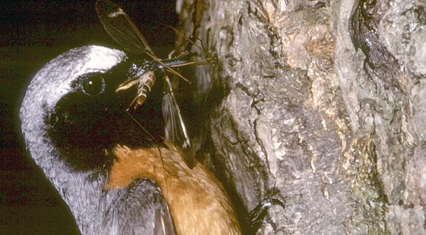 Bild: Gartenrotschwanz (Phoenicurus pheonicurus) - aus der Familie der Fliegenschnäpper (Muscicapidae) - Baumschicht - auf der Vorwarnliste der gefährdeten Brutvögel und „Vogel des Jahres“ Foto: Herbig Winter