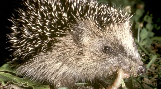 Bild: Braunbrustigel (Erinaceus europaeus) - aus der Gattung der Kleinohrigel (Erinaceus) und damit aus der Unterfamilie der Stacheligel (Erinaceinae) innerhalb der Familie der Igel (Erinaceidae)- Krautschicht Foto: Herbig Winter
