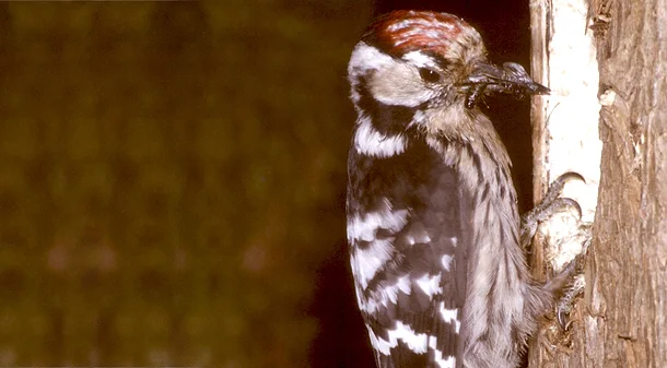 Bild: Kleinspecht Männchen (Denrocopos minor) - aus der Gattung der Buntspechte (Dendrocopos) und damit aus der Unterfamilie der Echten Sprechte innerhalb der Familie der Spechte (Picidae) - Baumschicht Foto: Joachim Jenrich