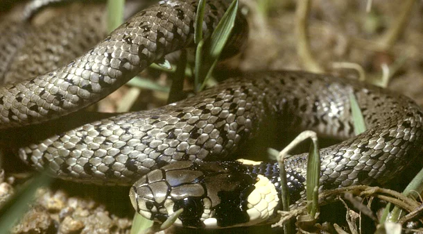 Bild: Ringelnatter (Natrix natrix) - aus der Familie der Nattern (Colubridae) - Krautschicht - im Bundesnaturschutzgesetz besonders geschützt und in der Roten Liste Sachsen als „gefährdet“ geführt Foto: Herbig Winter