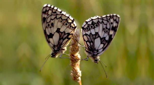 Bild: Schachbrett oder Damenbrett (Melanargia galathea) - Tagfalter aus der Familie der Edelfalter (Nymphalidae) - Krautschicht Foto: Joachim Jenrich