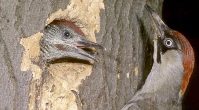 Vorschaubild: Grünspecht (Picus viridis) - aus der Familie der Spechte (Picidae) - Baumschicht - in Deutschland auf der Vorwarnliste der gefährdeten Arten Foto: Herbig Winter