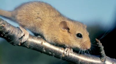 Vorschaubild: Haselmaus (Muscardinus avellanarius) - nachtaktives Nagetier aus der Familie der Bilche (Gliridae) - Baum- und Strauchschicht - in der Roten Liste der Wirbeltiere Sachsens als „bedroht“ eingestuft und durch das EU-Artenschutzprogramm gefördert Foto: Herbig Winter
