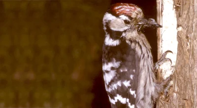 Vorschaubild: Kleinspecht Männchen (Denrocopos minor) - aus der Gattung der Buntspechte (Dendrocopos) und damit aus der Unterfamilie der Echten Sprechte innerhalb der Familie der Spechte (Picidae) - Baumschicht Foto: Joachim Jenrich