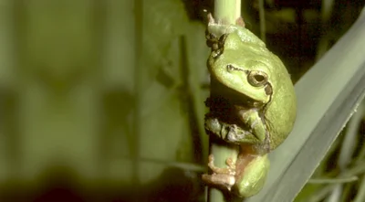 Vorschaubild: Laubfrosch (Hyla arborea) - Vertreter der Gattung der Laubfrösche (Hyla) in der Familie der Laubfrösche im weiteren Sinne (Hylidae) - Kraut-, Strauch- und Baumschicht - in der Roten Liste Sachsen als „gefährdet“ geführt Foto: Herbig Winter