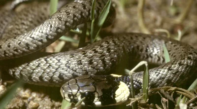 Vorschaubild: Ringelnatter (Natrix natrix) - aus der Familie der Nattern (Colubridae) - Krautschicht - im Bundesnaturschutzgesetz besonders geschützt und in der Roten Liste Sachsen als „gefährdet“ geführt Foto: Herbig Winter