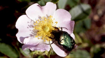 Vorschaubild: Rosenkäfer (Cetoniinae) - Unterfamilie innerhalb der Blatthornkäfer, die weltweit ca. 2.600 Arten hat, davon in Europa ca. 90 Foto: Joachim Jenrich