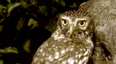 Vorschaubild: Steinkauz (Athene noctua) - aus der Familie der Eigentlichen Eulen (Strigidae) - Baumschicht - wird in der Roten Liste Sachsen als „vom Aussterben bedroht Foto: Herbig Winter